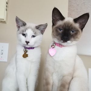 Meet your Posher, Anali